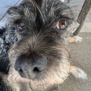 Meet your Posher, Audrey